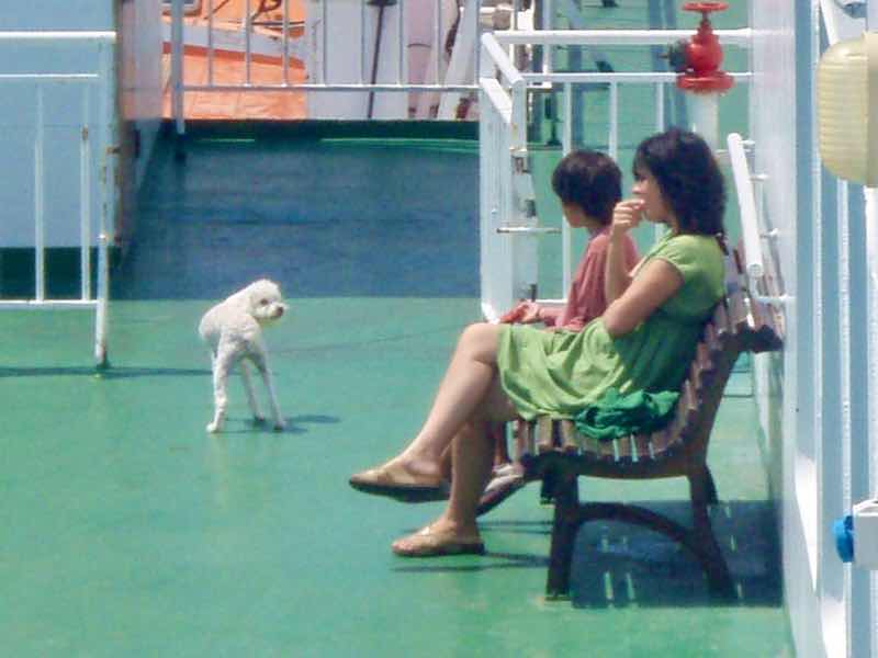 623メノルカ島 Menorca〜バルセロナ船デッキ犬