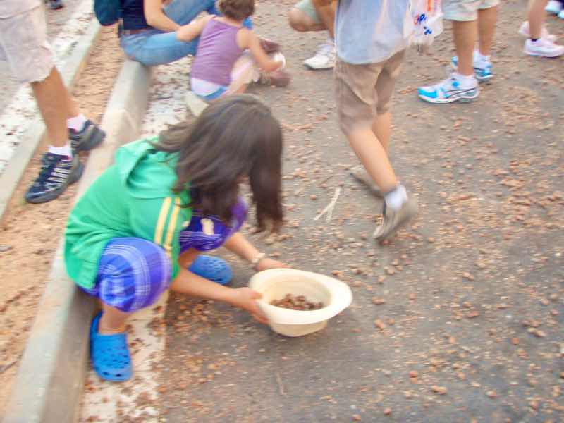 623メノルカ島 サン•フアン 馬祭り Menorca シウタデラ　ヘーゼルナッツ投げ1拾う