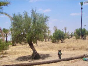 626モロッコ ラクダパーク 黒いロバ