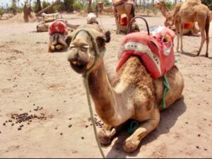 626モロッコ ラクダパーク 座って一頭アップ