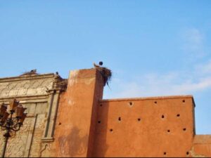 626モロッコマラケシュ 茶色建物 コウノトリ