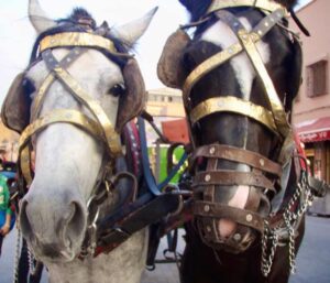 626モロッコマラケシュ 馬車 馬二頭