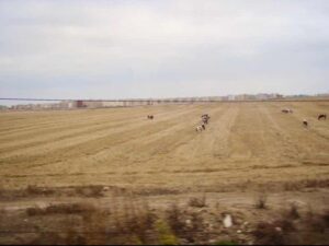 626モロッコ マラケシュ行きバス 窓景色 牛