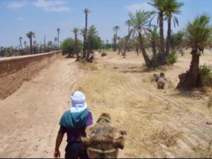 626モロッコ ラクダパーク ラクダ引き