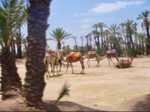 626モロッコ ラクダパーク ラクダ数頭