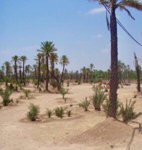 627マラケシュcamel ラクダパーク 引き歩き