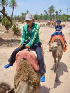 627マラケシュcamelラクダパーク 12