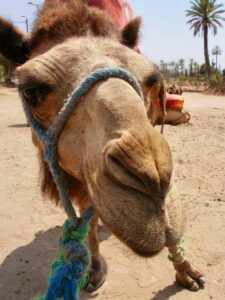 627マラケシュcamel ラクダパーク 顔アップ