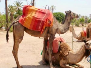 627マラケシュcamel ラクダパーク 2頭横