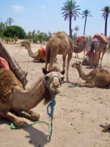 627マラケシュcamel ラクダパーク 6頭立ち座り