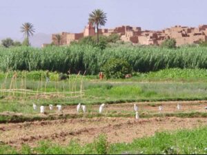 629モロッコ　田舎風景　シラサギ