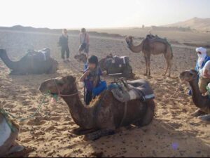 629 サハラ砂漠　ラクダ降りる2