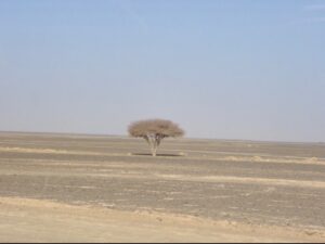 629 マラケシュ　砂漠　一本木