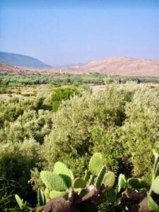 629 サハラ砂漠　サボテン　車窓