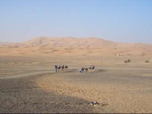 629 サハラ砂漠　ラクダ早朝編隊２列