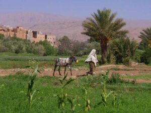 629モロッコ　田舎風景