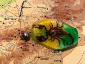 629 Morocco scorpion サソリアップ