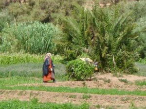 629モロッコ　砂漠行き途中　田園ロバとおばさん