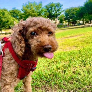 413 Dog プちゃん