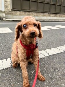 54/60-608トイプードル道路で